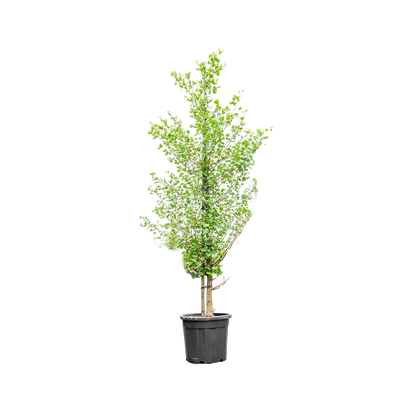 Japanse Notenboom | Ginkgo biloba