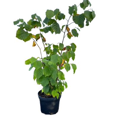 Hazelaar | Corylus avellana