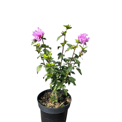 Altheastruik | Hibiscus syr. 'Ardens'