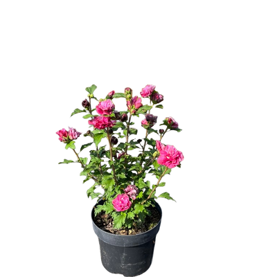 Hibiscus syriacus 'Duc de Brabant' | Althaeastruik