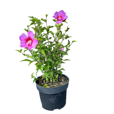 Hibiscus syriacus 'Maike' | Althaeastruik