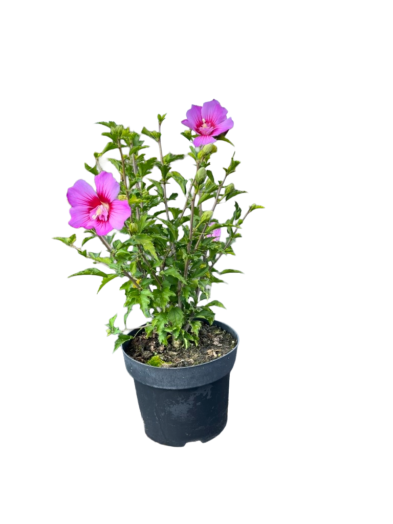 Hibiscus syriacus 'Maike' | Althaeastruik