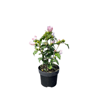Hibiscus syriacus 'Mathilde' | Althaeastruik