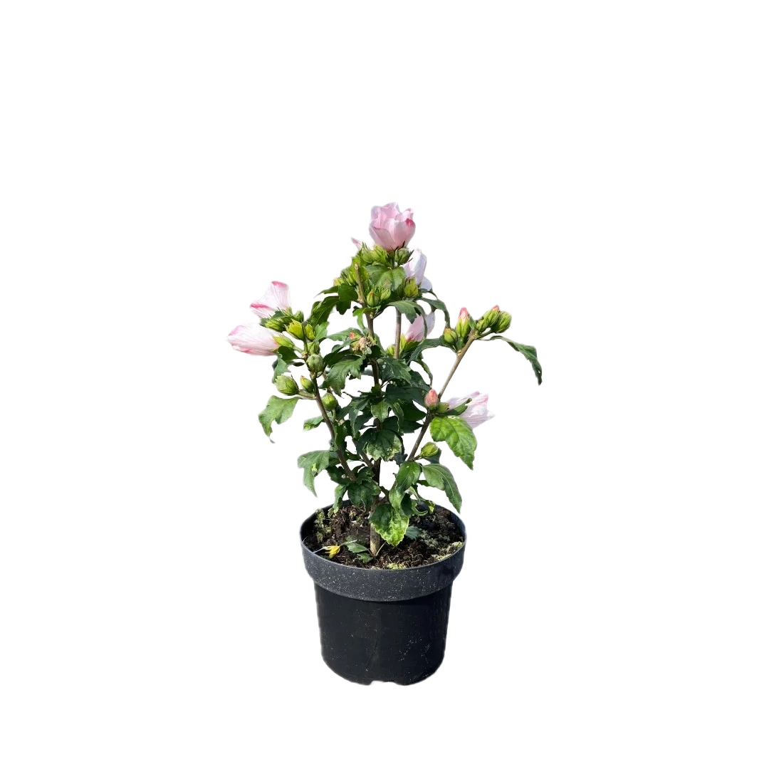 Hibiscus syriacus 'Mathilde' | Althaeastruik
