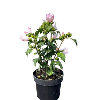 Hibiscus syriacus 'Mathilde' | Althaeastruik
