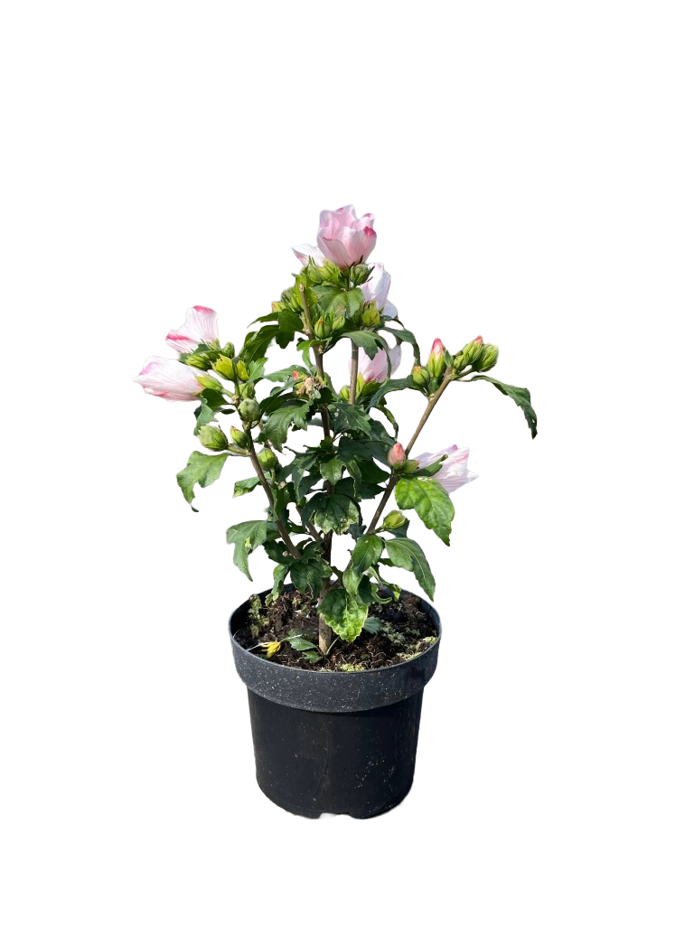 Hibiscus syriacus 'Mathilde' | Althaeastruik