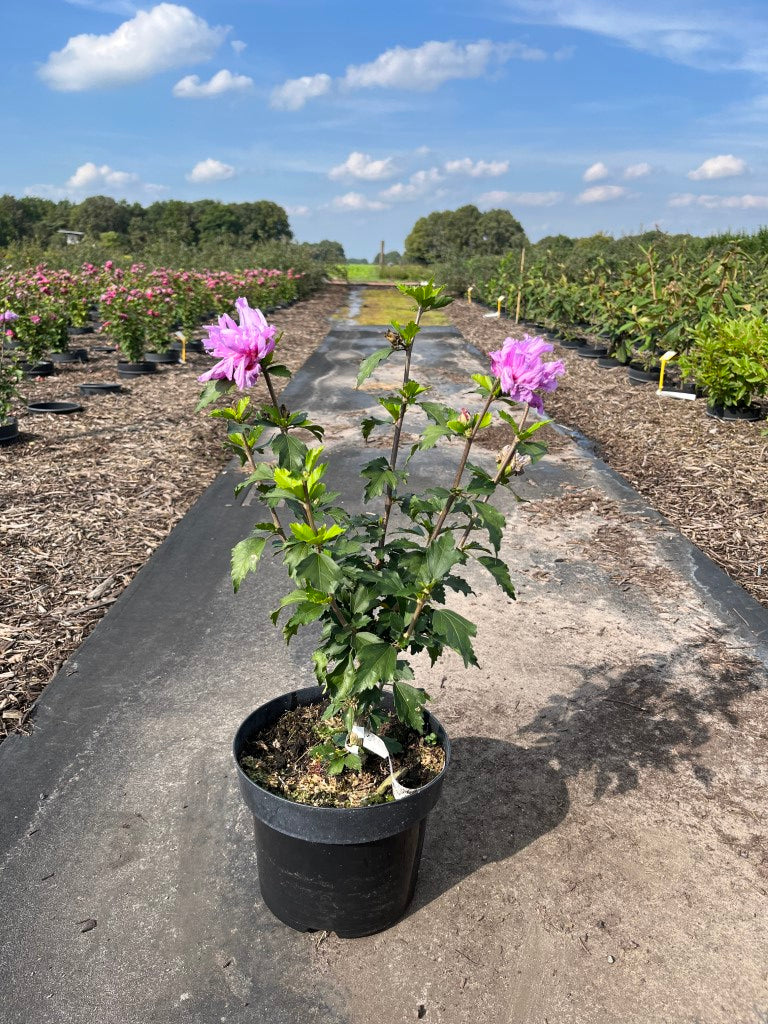 Hibiscus syriacus 'Ardens' | Althaeastruik