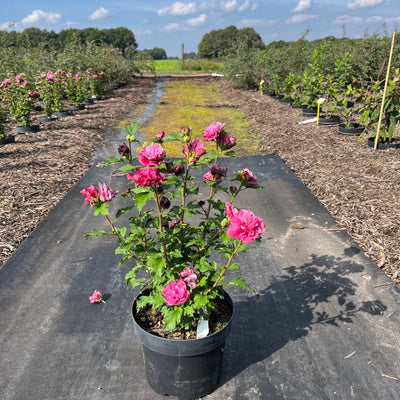 Hibiscus syriacus 'Duc de Brabant' | Althaeastruik