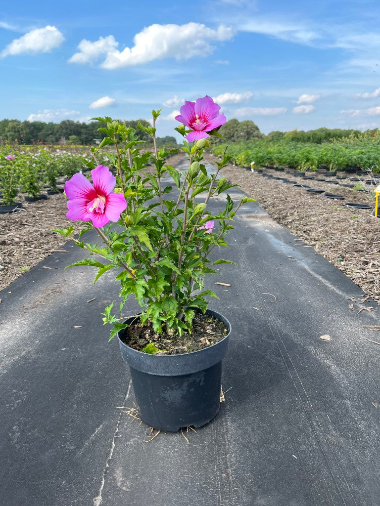 Hibiscus syriacus 'Maike' | Althaeastruik