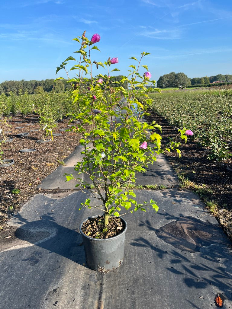 Hibiscus syriacus 'Maike' | Althaeastruik