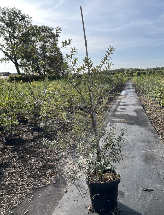Duindoorn | Hippophae rhamnoides