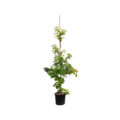 Klimhortensia | Hydrangea anomala petiolaris
