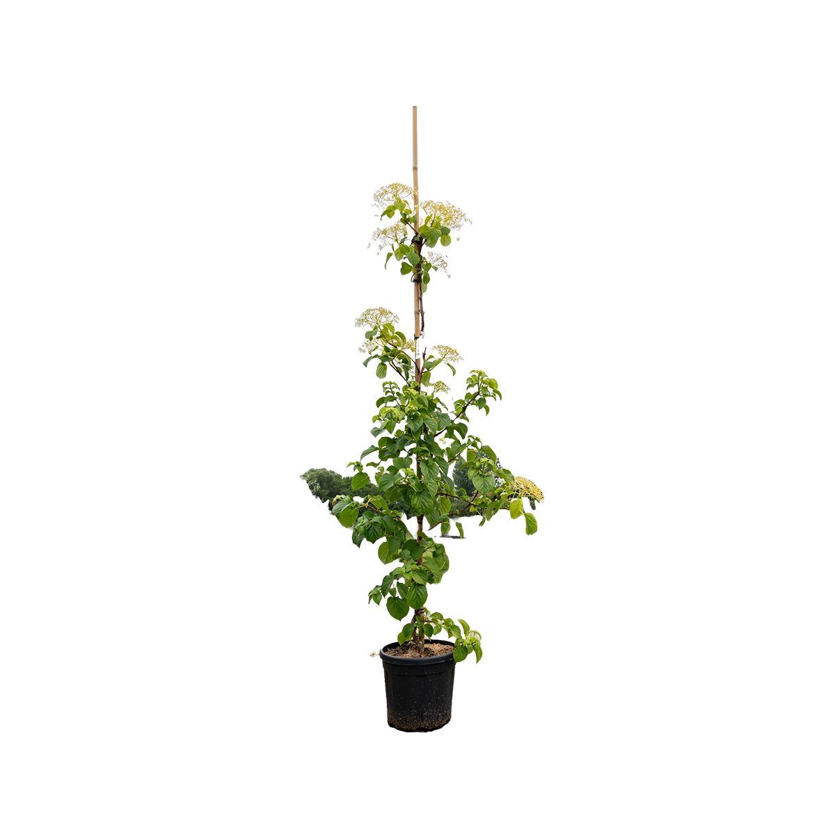 Klimhortensia | Hydrangea anomala petiolaris