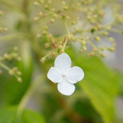 Klimhortensia | Hydrangea anomala petiolaris