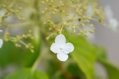 Klimhortensia | Hydrangea anomala petiolaris