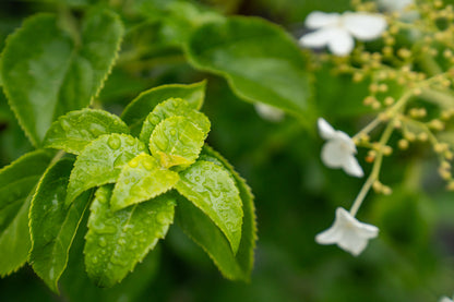 Klimhortensia | Hydrangea anomala petiolaris