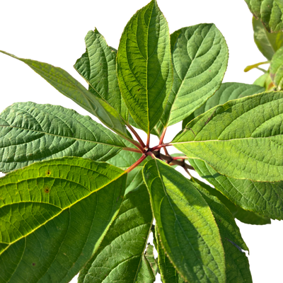 Hydrangea pan. 'Silver Dollar'