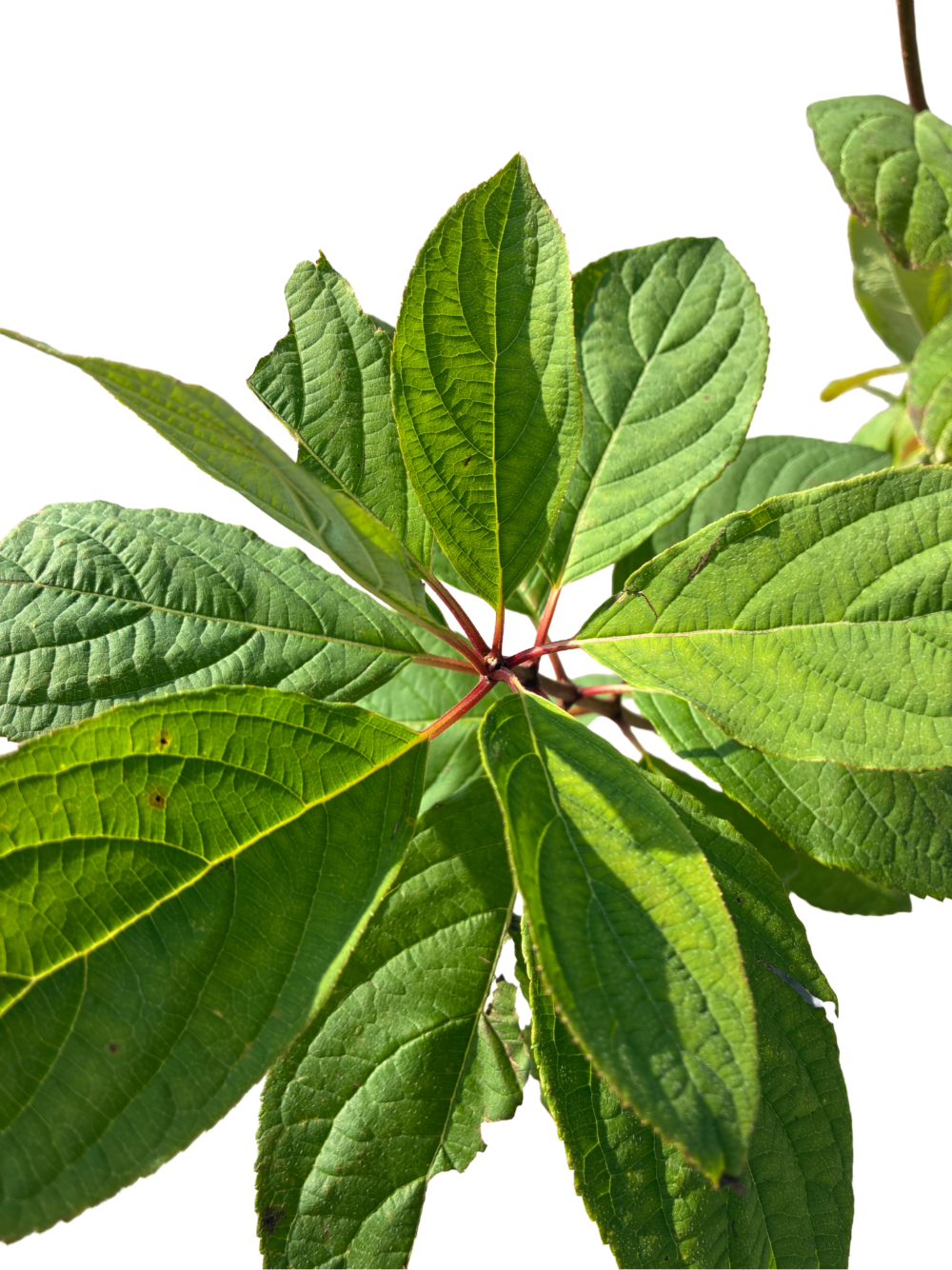 Hydrangea pan. 'Silver Dollar'