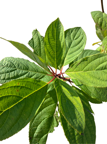 Hydrangea pan. 'Silver Dollar'