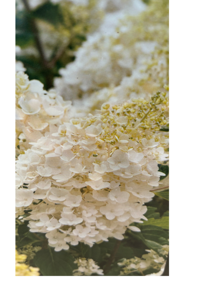 Hydrangea pan. 'Silver Dollar'