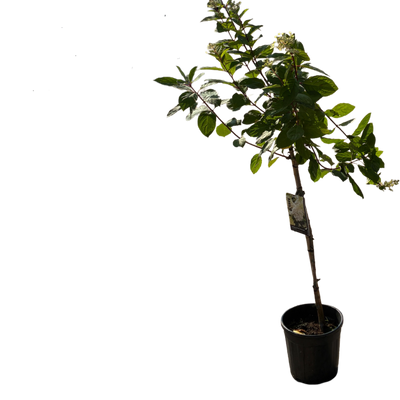 Hydrangea pan. 'Silver Dollar'