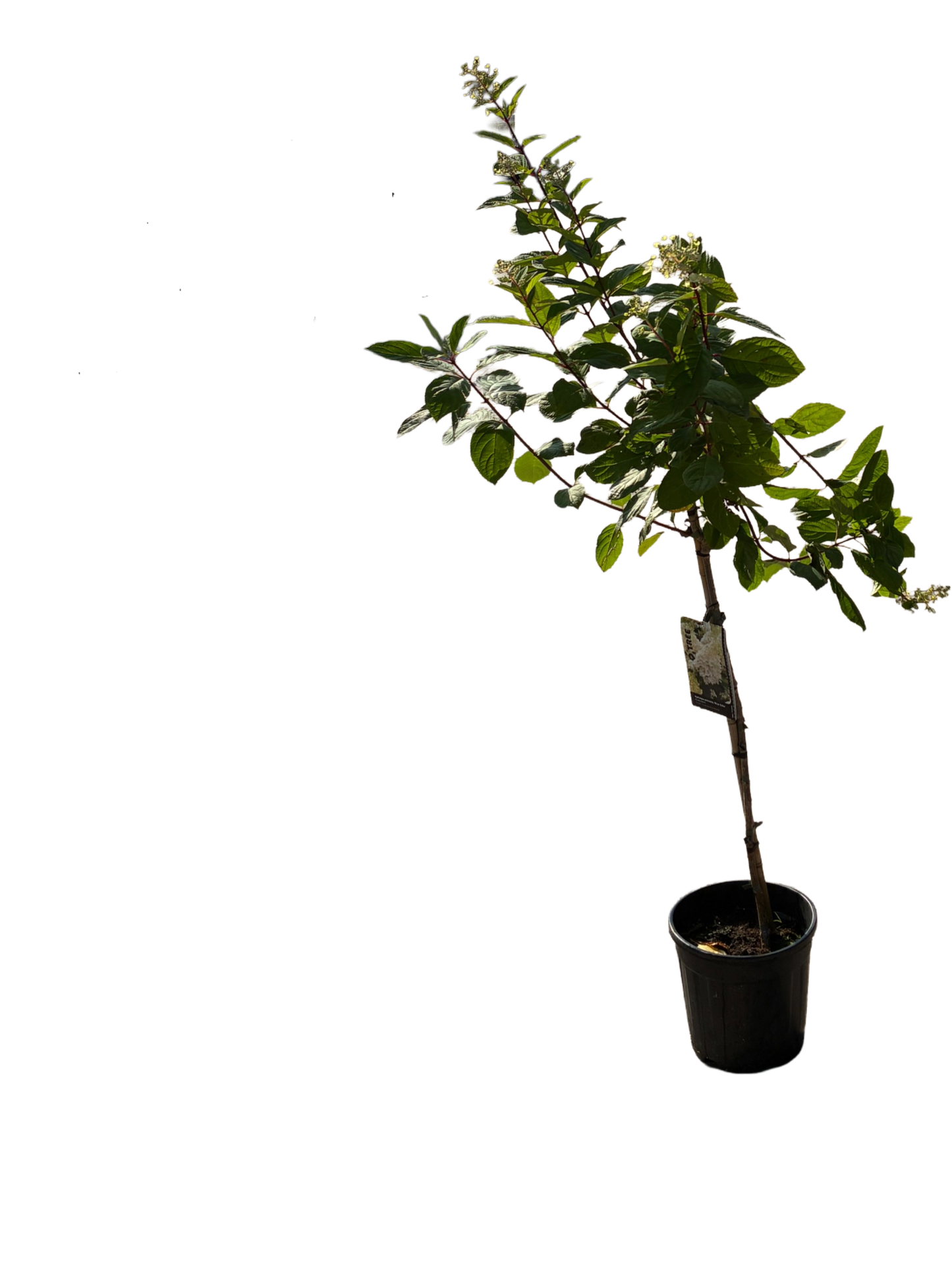 Hydrangea pan. 'Silver Dollar'