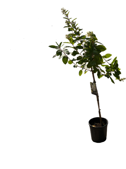 Hydrangea pan. 'Silver Dollar'