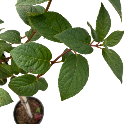 Hydrangea pan. 'Sundae Fraise'
