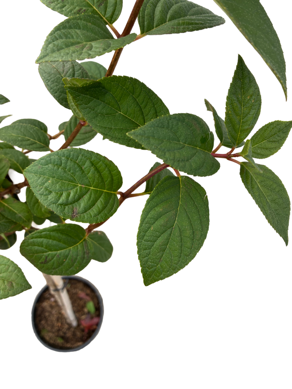 Hydrangea pan. 'Sundae Fraise'