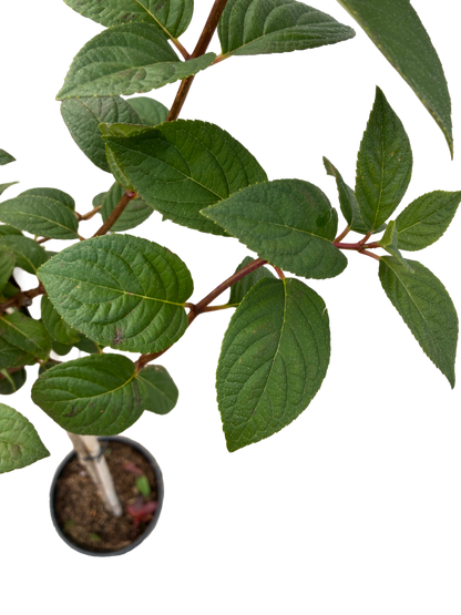Hydrangea pan. 'Sundae Fraise'
