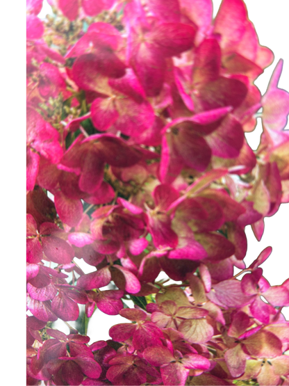 Hydrangea pan. 'Sundae Fraise'