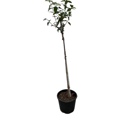 Hydrangea pan. 'Sundae Fraise'