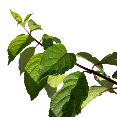 Hydrangea pan. 'Pink Diamond'