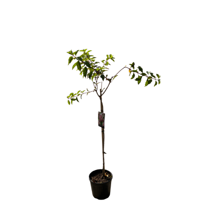 Hydrangea pan. 'Pink Diamond'