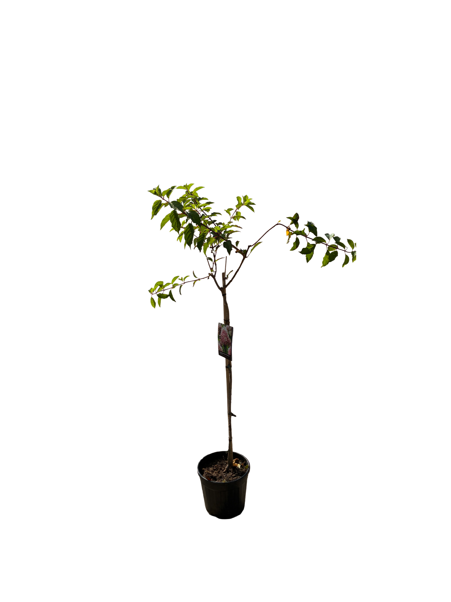 Hydrangea pan. 'Pink Diamond'