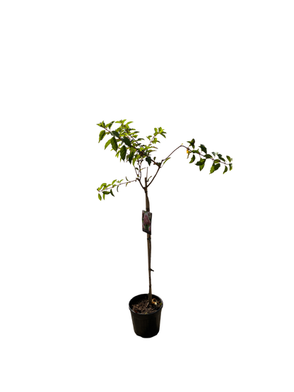 Hydrangea pan. 'Pink Diamond'