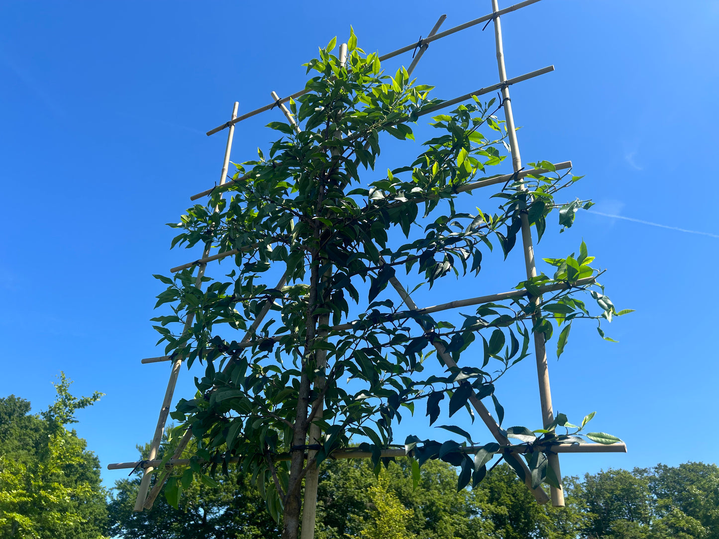 Portugese laurier als leiboom | Prunus lusitanica 'Angustifolia'