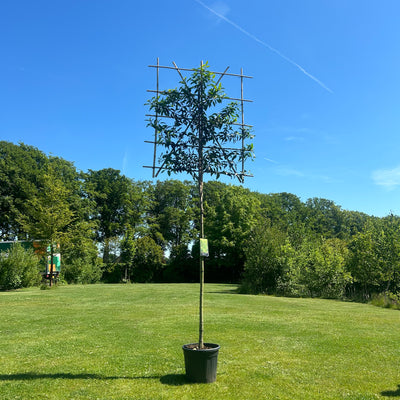 Portugese laurier als leiboom | Prunus lusitanica 'Angustifolia'