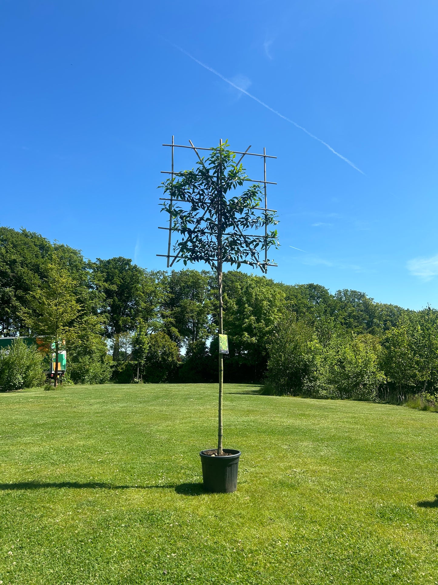 Portugese laurier als leiboom | Prunus lusitanica 'Angustifolia'