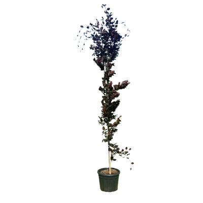Rode Zuilbeuk | Fagus syl. 'Dawyck Purple'