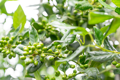 Amerikaanse Hulst | Ilex 'Nellie R. Stevens'