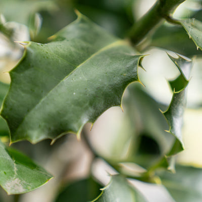 Amerikaanse Hulst | Ilex 'Nellie R. Stevens'