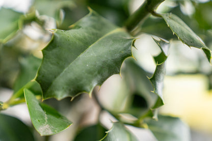 Amerikaanse Hulst | Ilex 'Nellie R. Stevens'