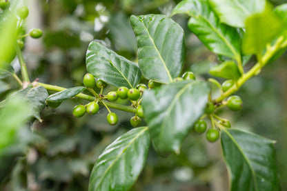 Amerikaanse Hulst | Ilex 'Nellie R. Stevens'