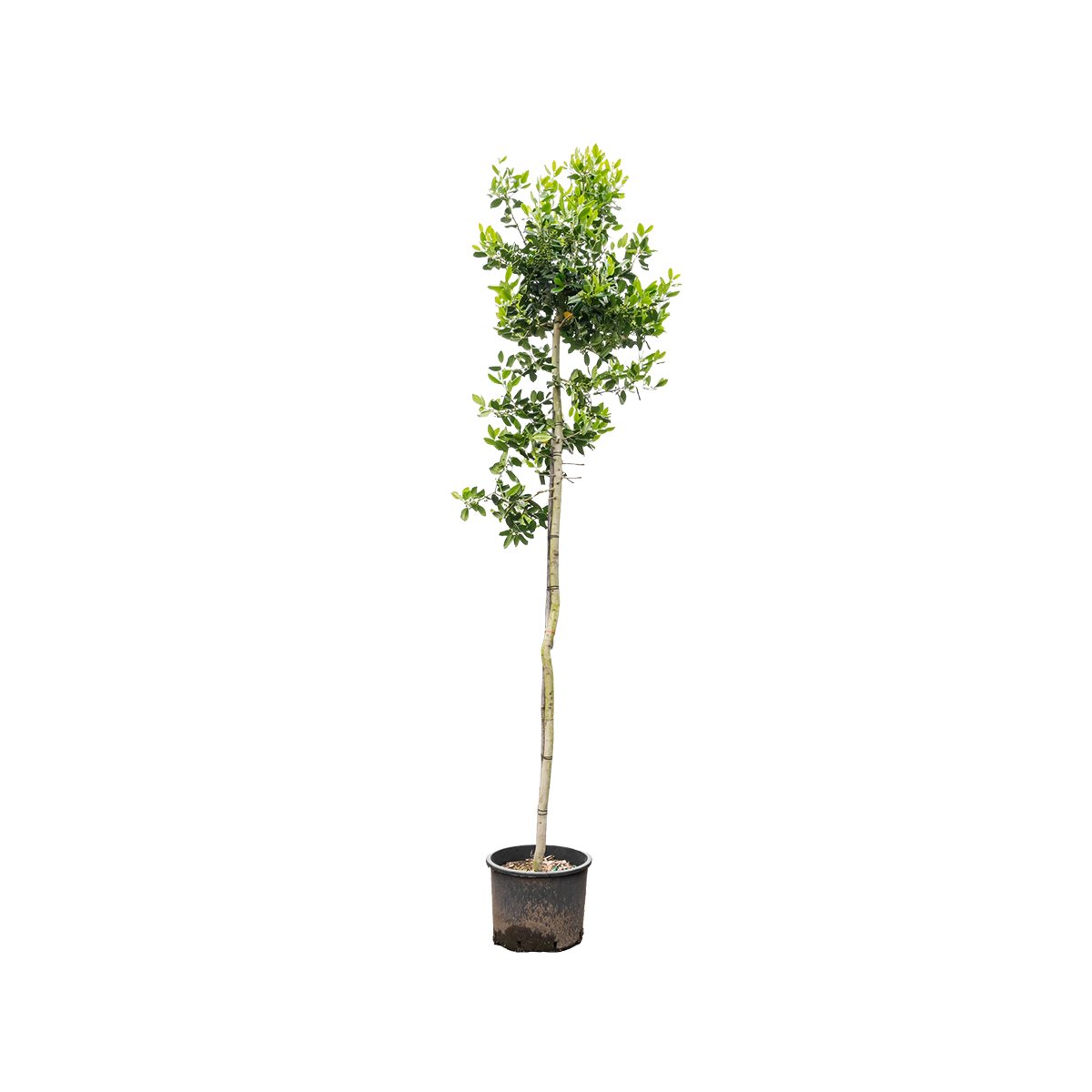 Amerikaanse Hulst | Ilex 'Nellie R. Stevens'