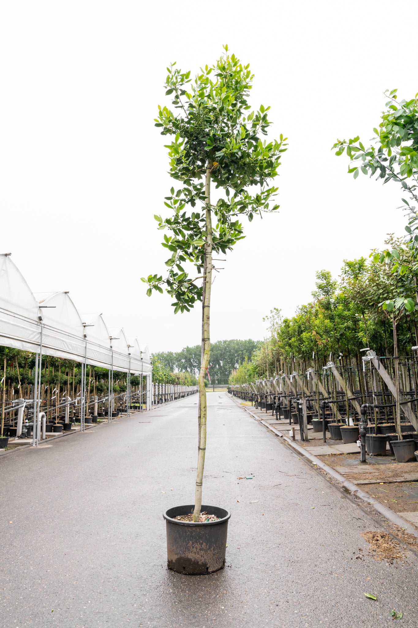 Amerikaanse Hulst | Ilex 'Nellie R. Stevens'