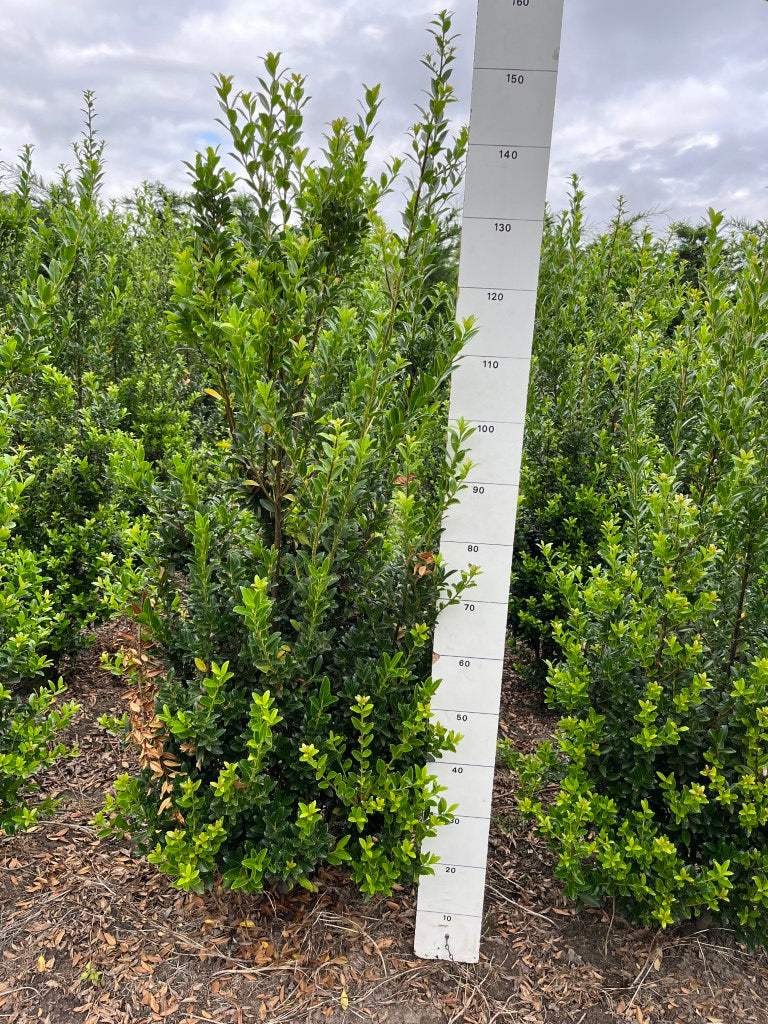 Japanse hulst | Ilex maximowicziana 'Kanehirae'