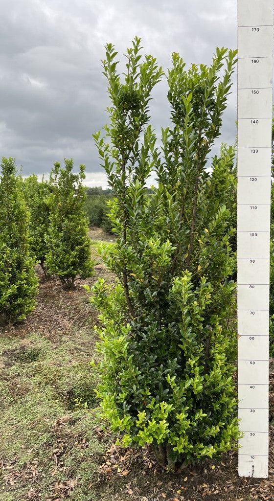 Japanse hulst | Ilex maximowicziana 'Kanehirae'