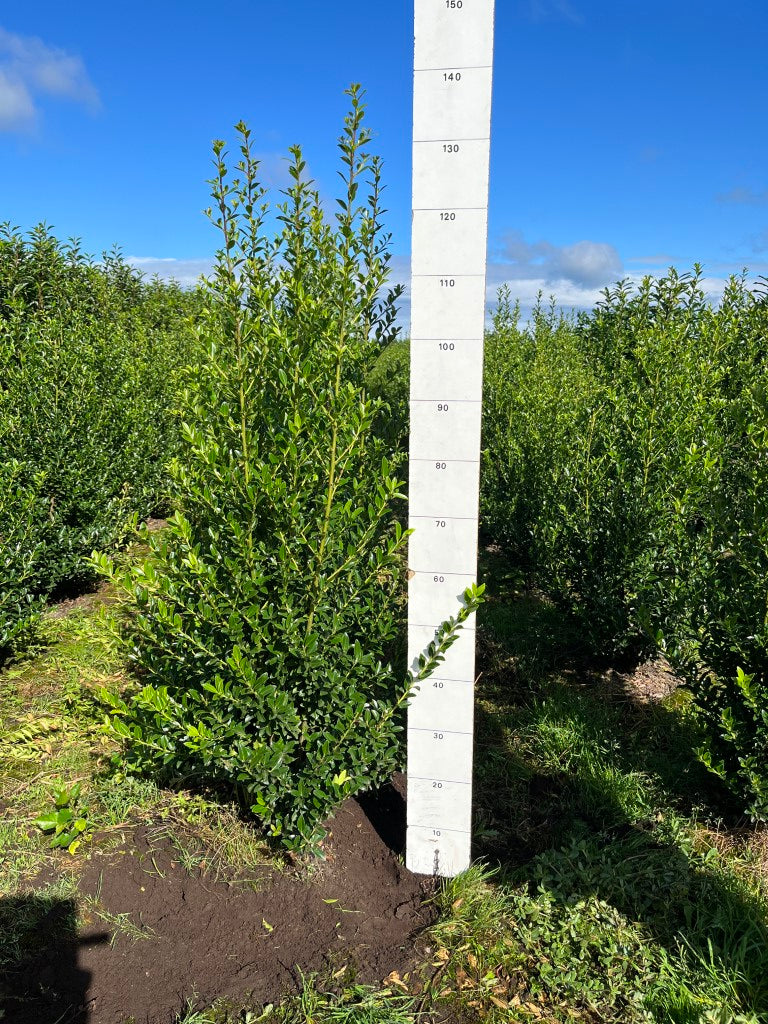 Japanse hulst | Ilex maximowicziana 'Kanehirae'