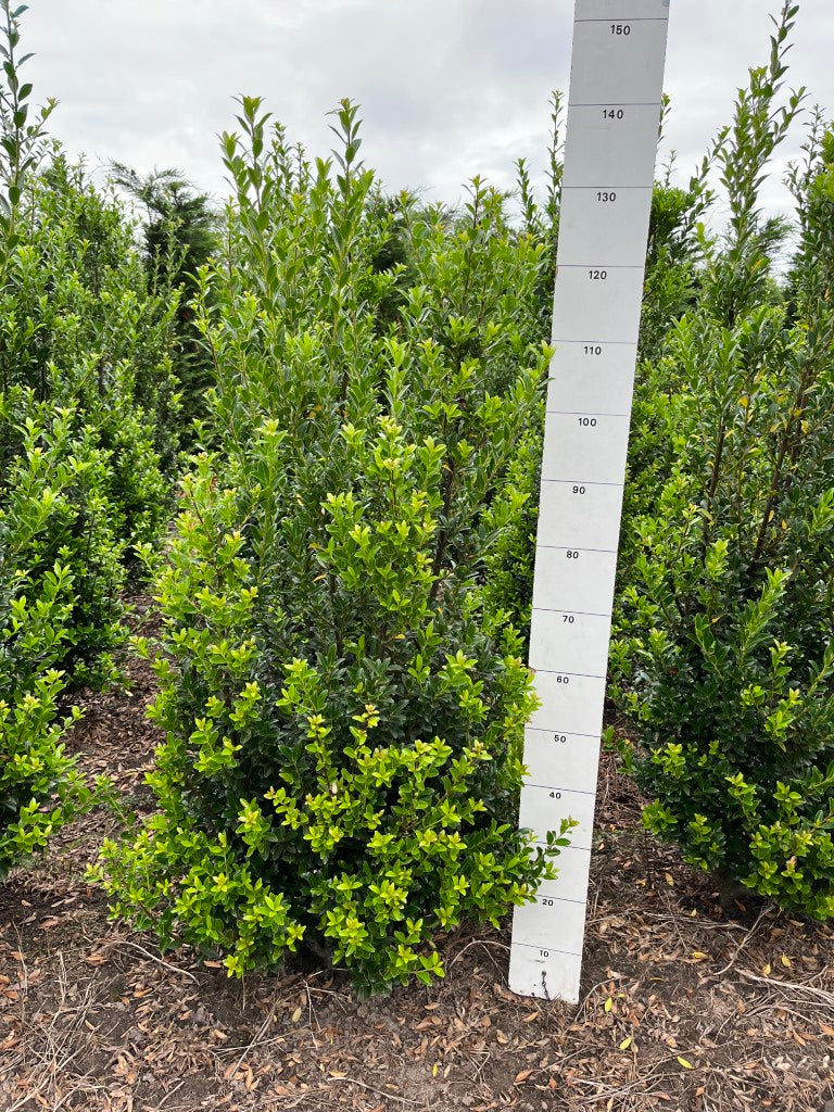 Japanse hulst | Ilex maximowicziana 'Kanehirae'